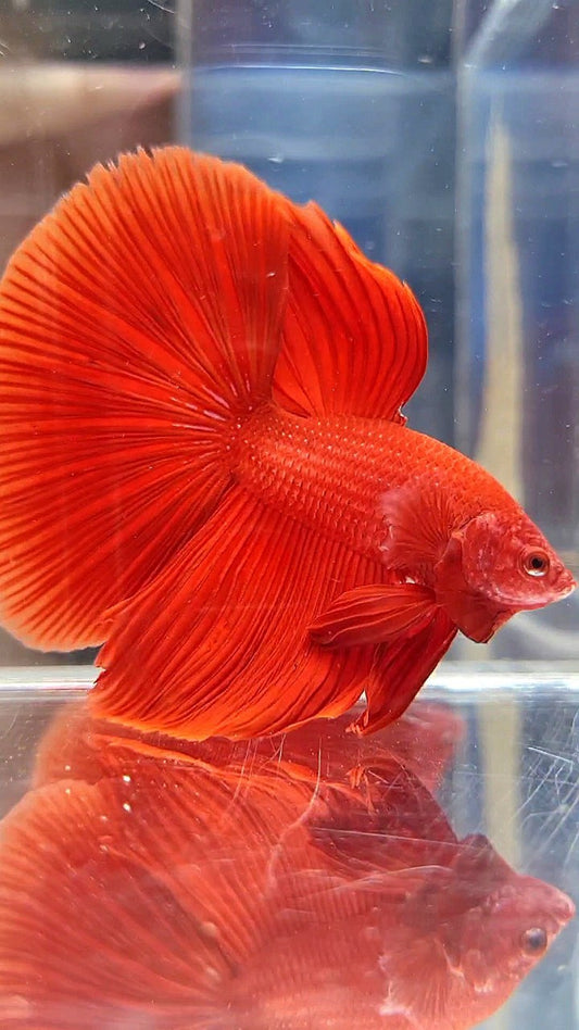HALFMOON ROSETAIL SUPER RED BETTA FISH