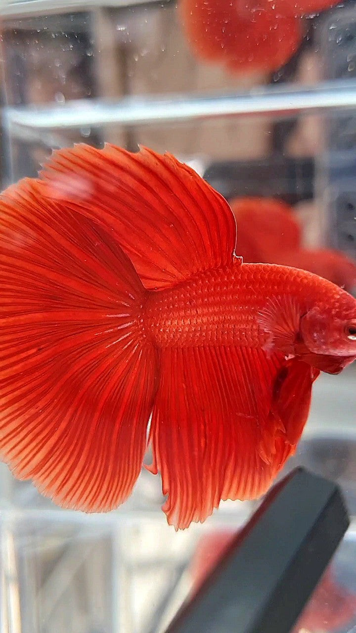 HALFMOON ROSETAIL SUPER RED BETTA FISH