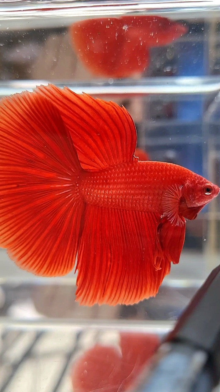 HALFMOON ROSETAIL SUPER RED BETTA FISH