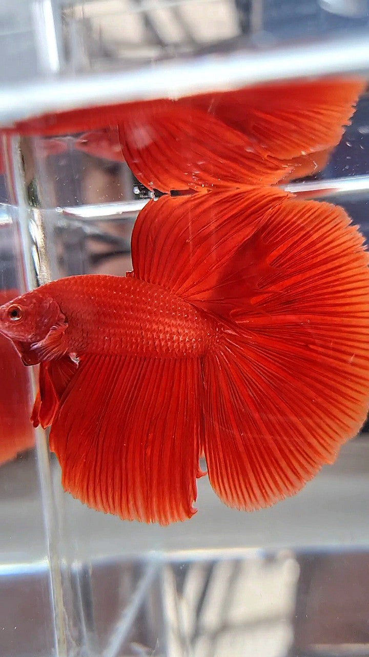 HALFMOON ROSETAIL SUPER RED BETTA FISH