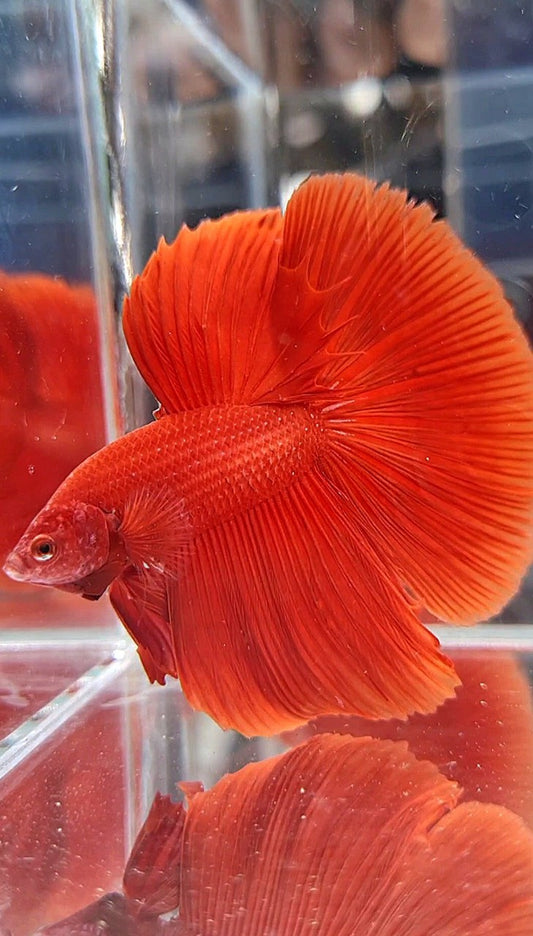 HALFMOON ROSETAIL SUPER RED BETTA FISH