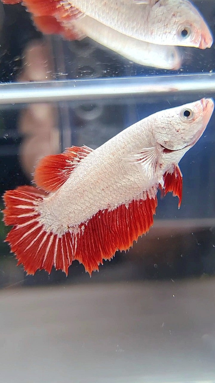 FEMALE HALFMOON ROSETAIL RED DRAGON SNOW BETTA FISH