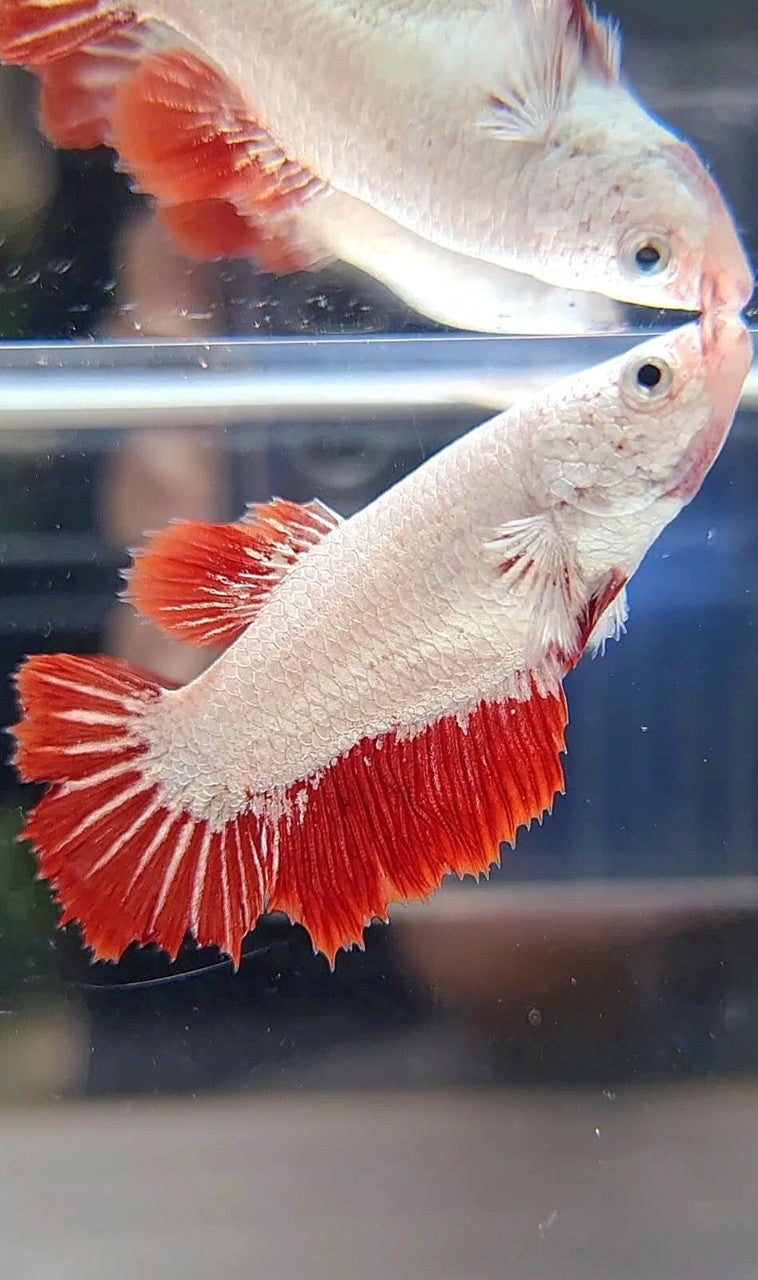 FEMALE HALFMOON ROSETAIL RED DRAGON SNOW BETTA FISH