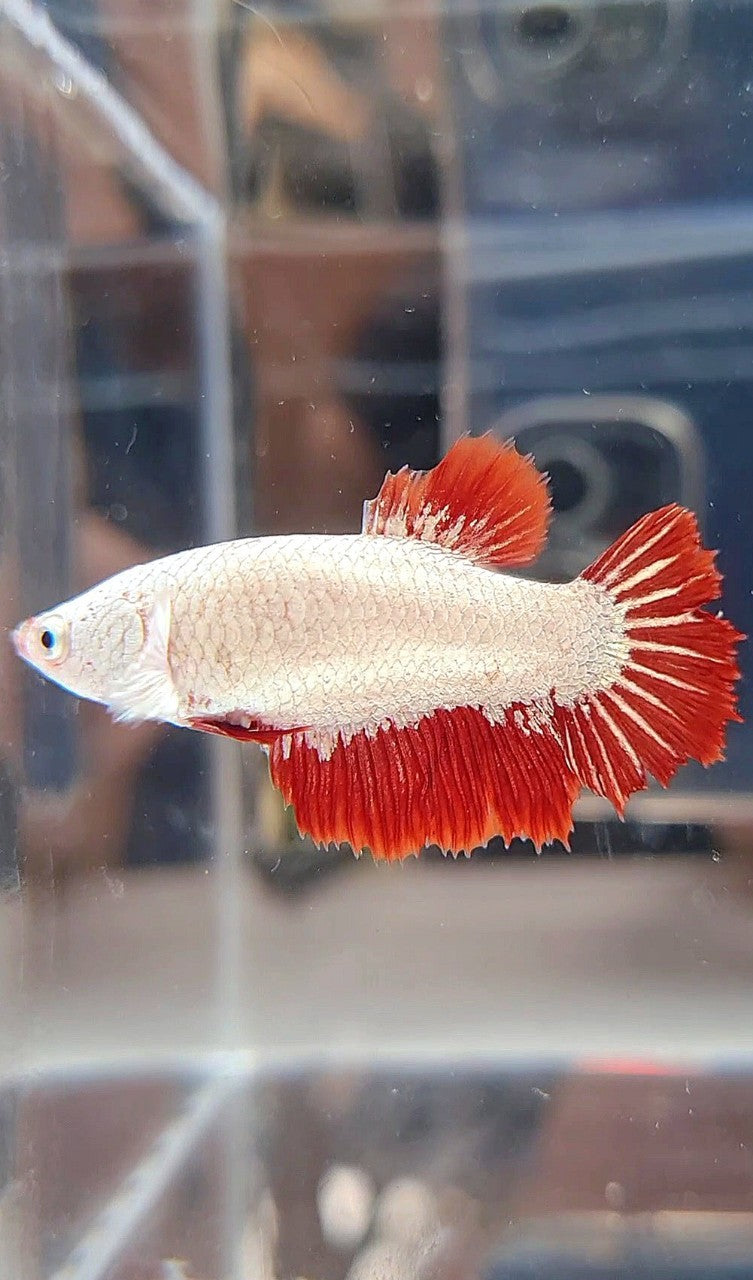 FEMALE HALFMOON ROSETAIL RED DRAGON SNOW BETTA FISH