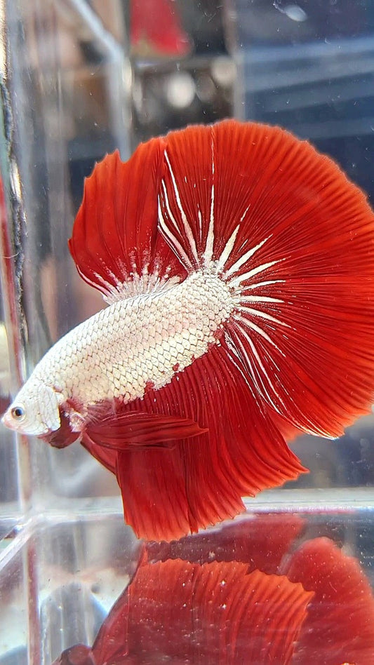 HALFMOON ROSETAIL RED DRAGON SNOW BETTA FISH