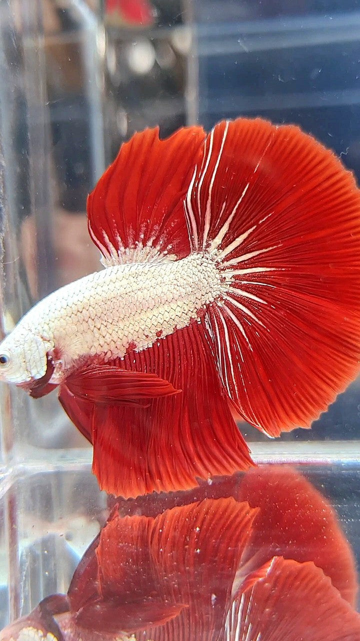 HALFMOON ROSETAIL RED DRAGON SNOW BETTA FISH