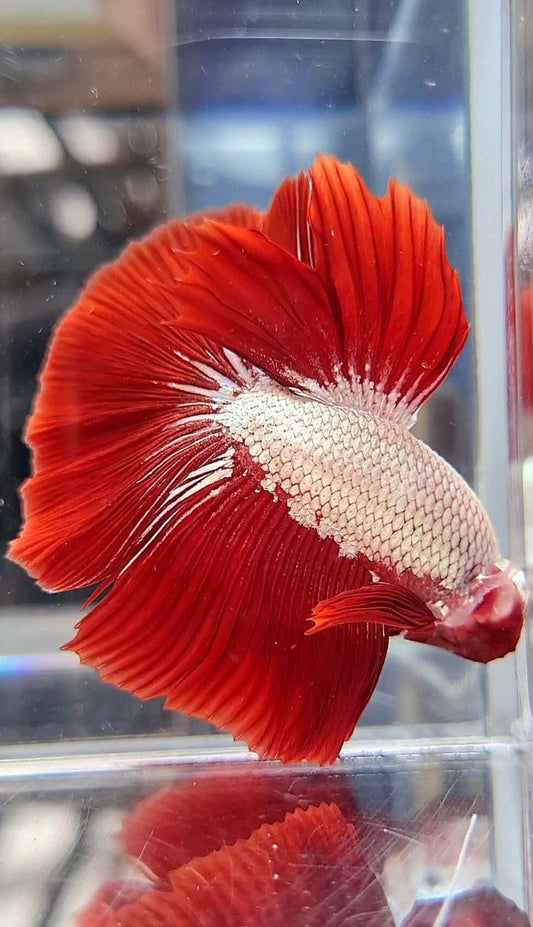 HALFMOON ROSETAIL RED DRAGON SNOW BETTA FISH
