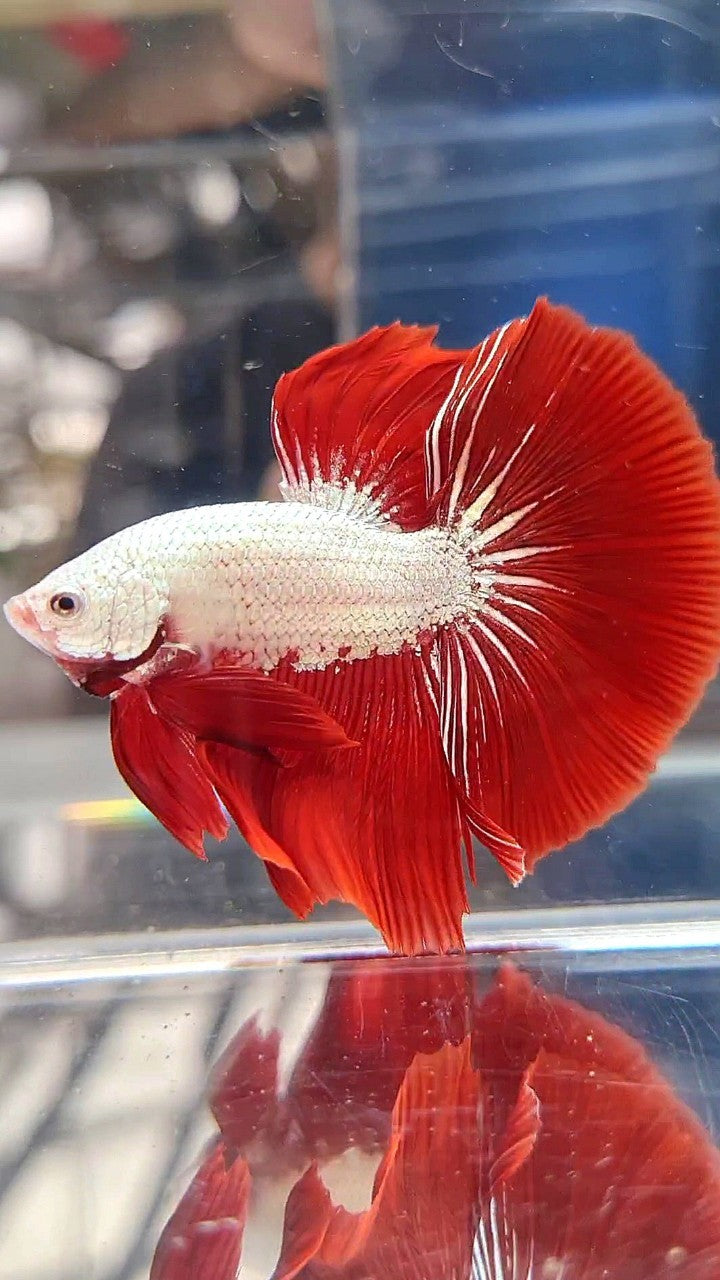 HALFMOON ROSETAIL RED DRAGON SNOW BETTA FISH