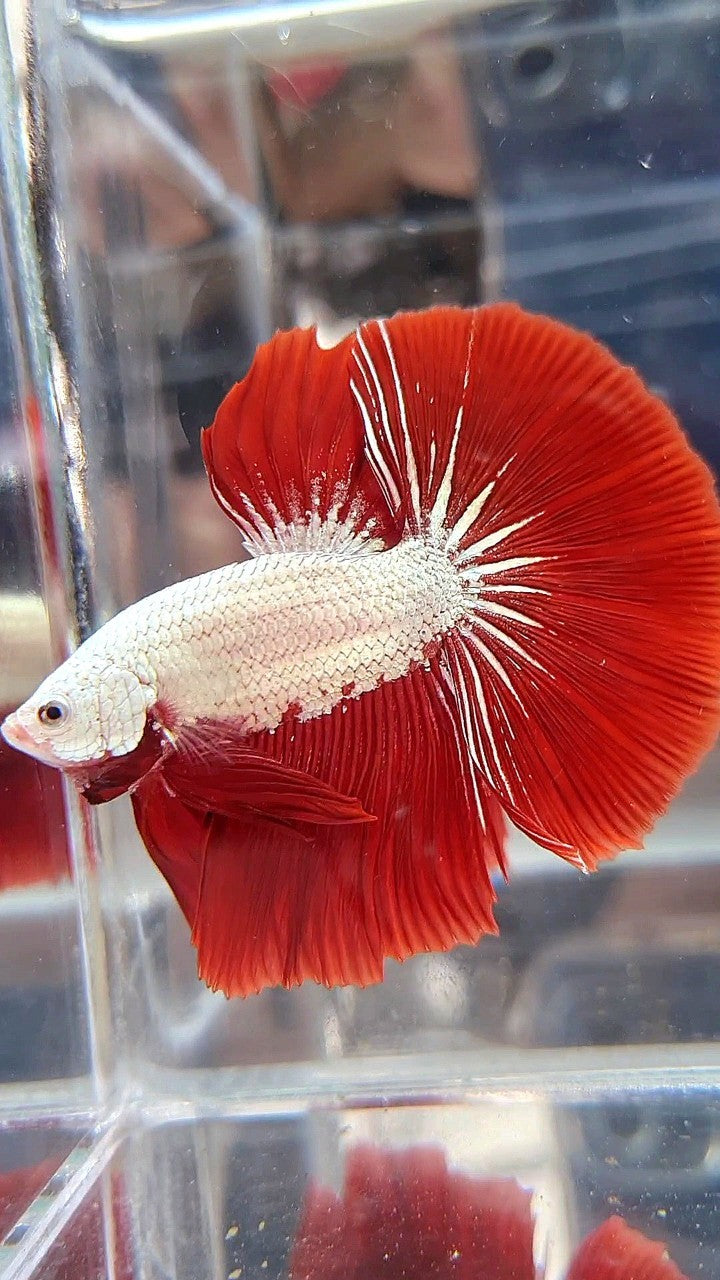 HALFMOON ROSETAIL RED DRAGON SNOW BETTA FISH