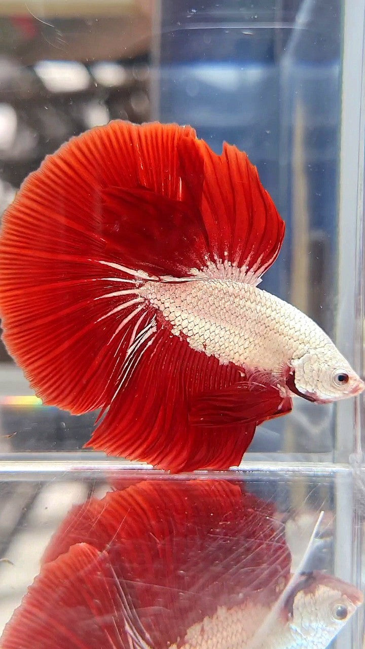 HALFMOON ROSETAIL RED DRAGON SNOW BETTA FISH