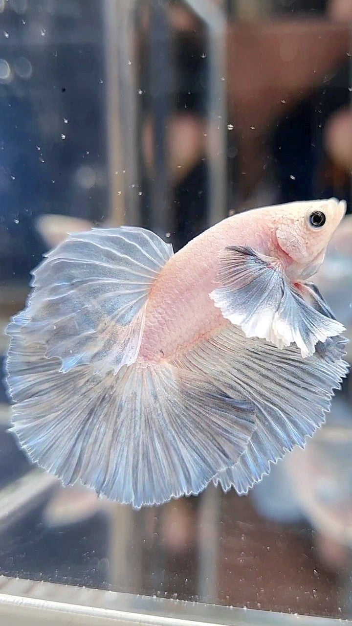 DUMBO EAR – Rare Betta Fish Store