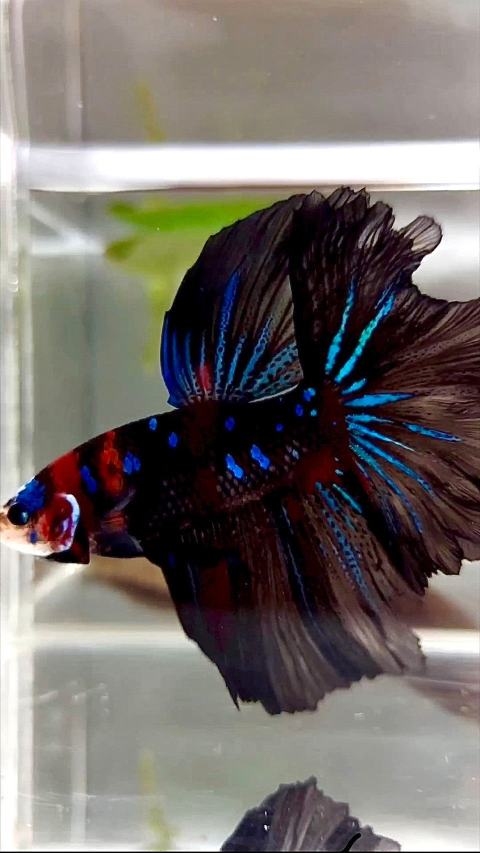 XL HALFMOON ROSETAIL RED BLACK GALAXY KOI MULTICOLOR BETTA FISH