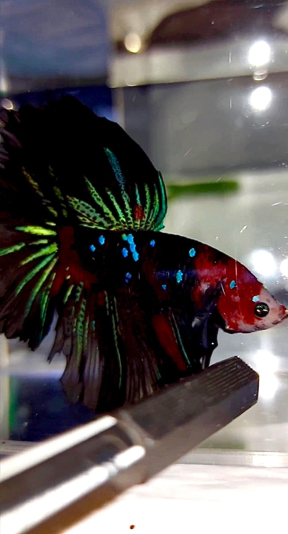 XL HALFMOON ROSETAIL ROT SCHWARZ GALAXY KOI MULTICOLOR BETTA FISCH