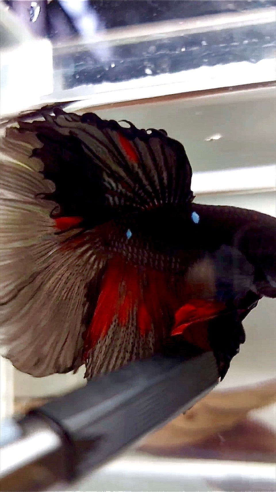 XL HALFMOON ROSETAIL BLACK GALAXY AVATAR BETTA FISH