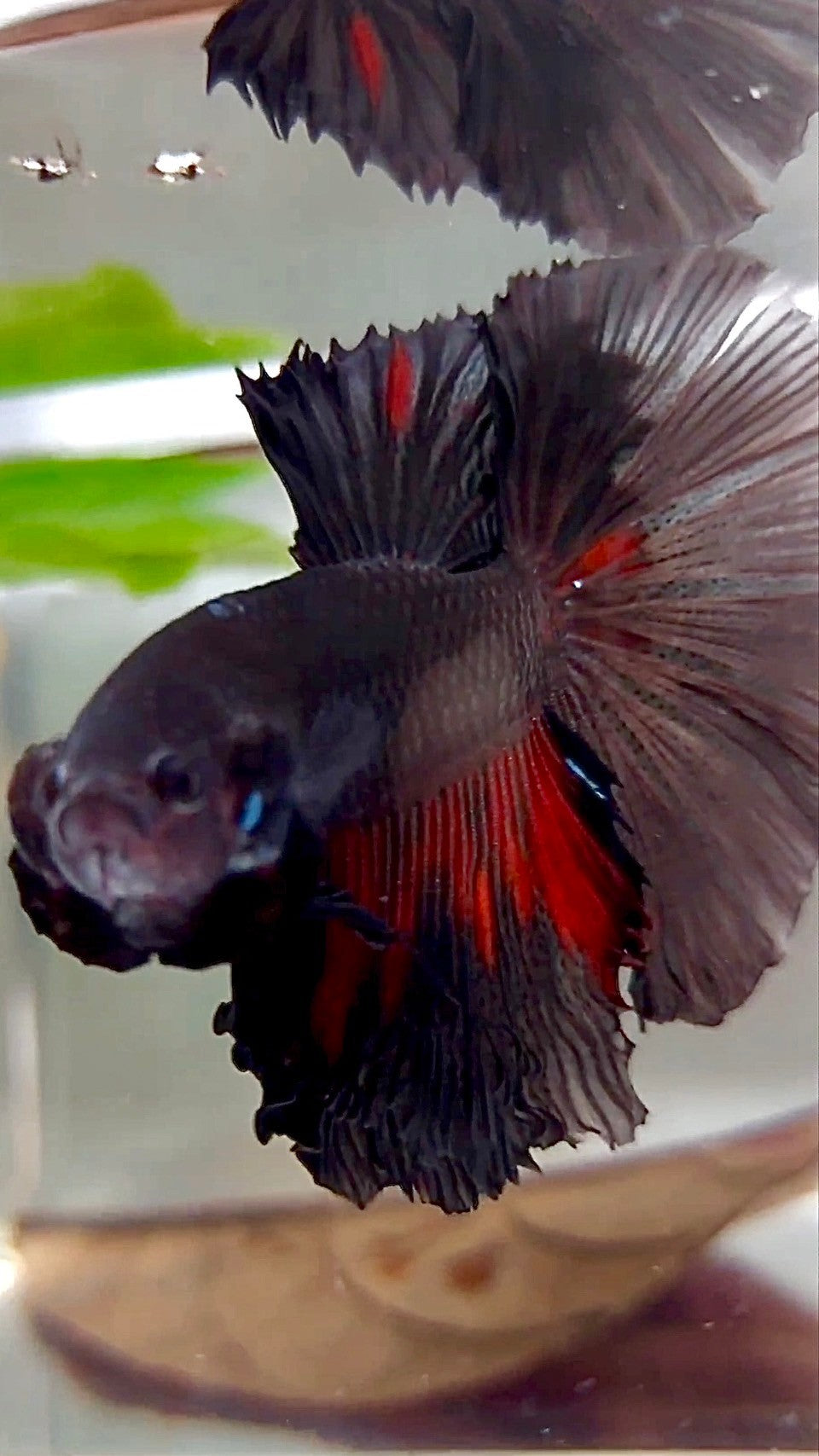 XL HALFMOON ROSETAIL BLACK GALAXY AVATAR BETTA FISH