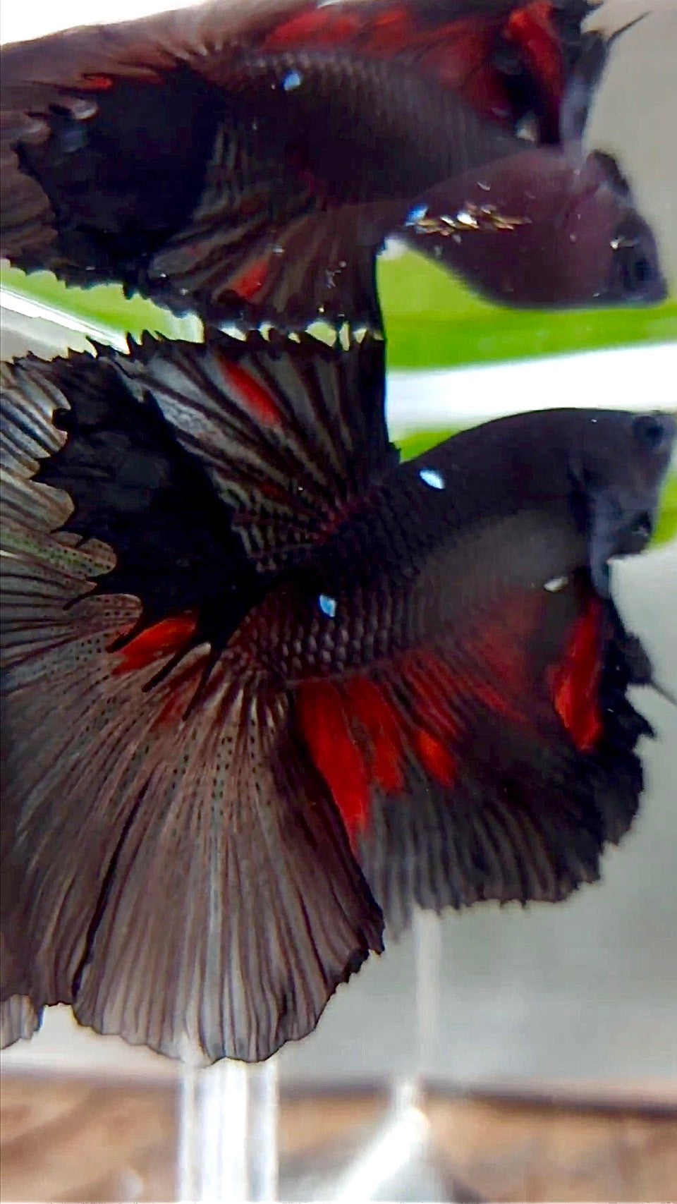 XL HALFMOON ROSETAIL BLACK GALAXY AVATAR BETTA FISH