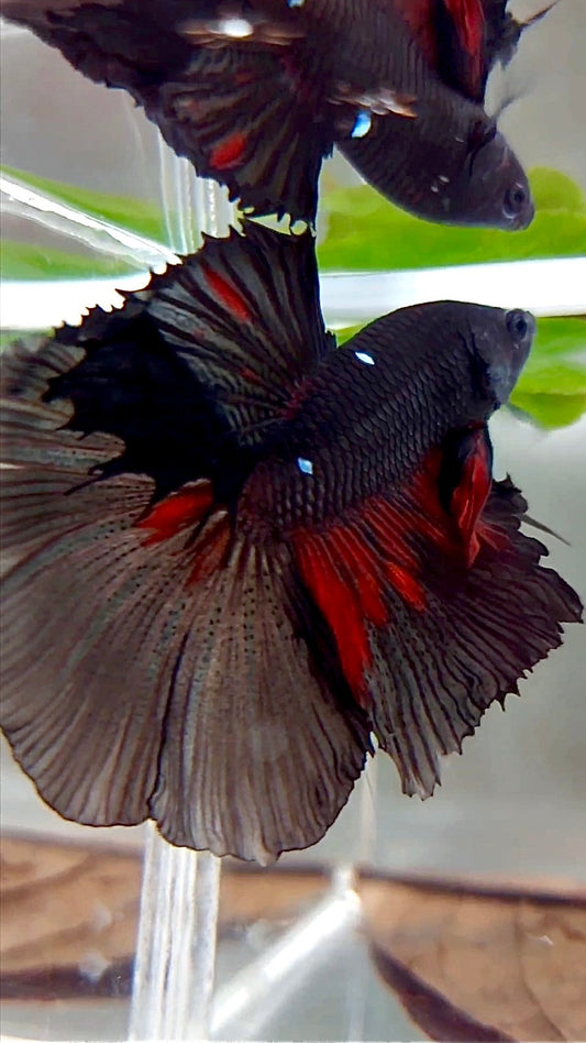 XL HALFMOON ROSETAIL BLACK GALAXY AVATAR BETTA FISH