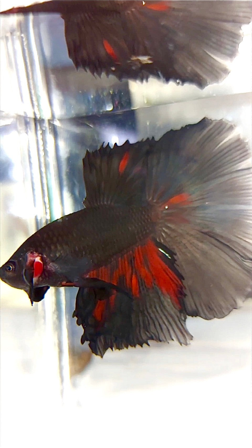 XL HALFMOON ROSETAIL BLACK GALAXY AVATAR BETTA FISH