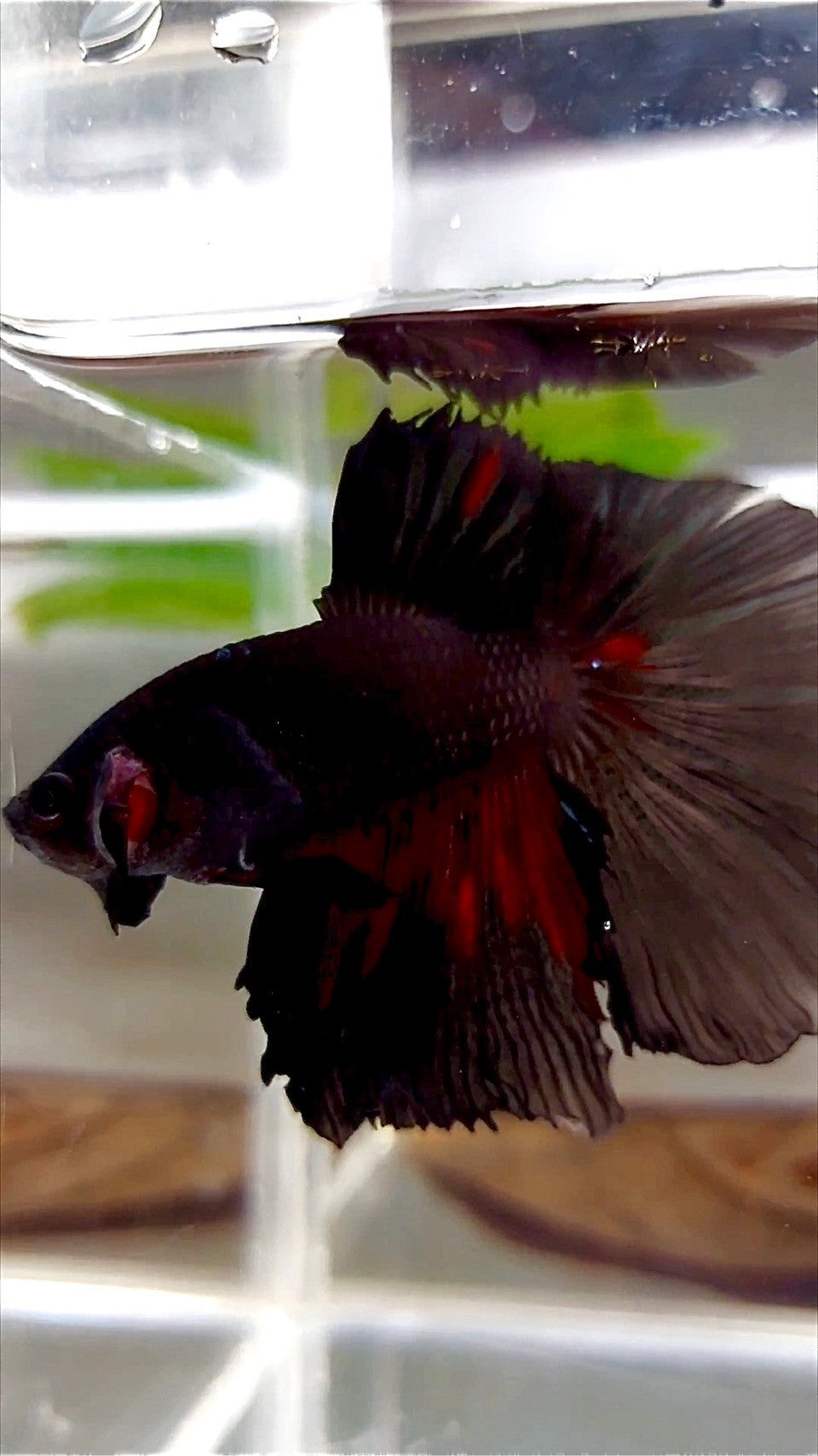 XL HALFMOON ROSETAIL BLACK GALAXY AVATAR BETTA FISH