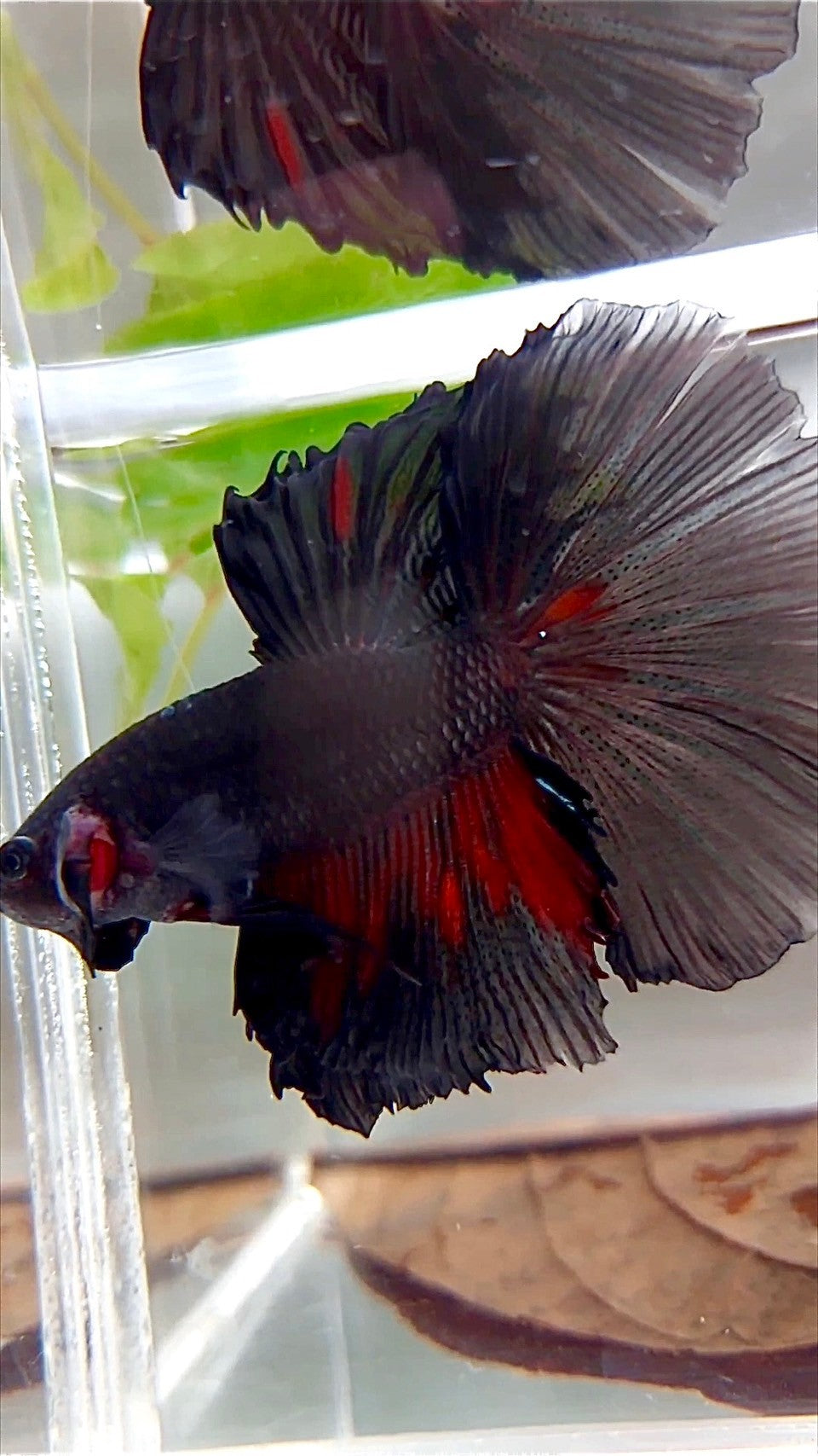 XL HALFMOON ROSETAIL BLACK GALAXY AVATAR BETTA FISH