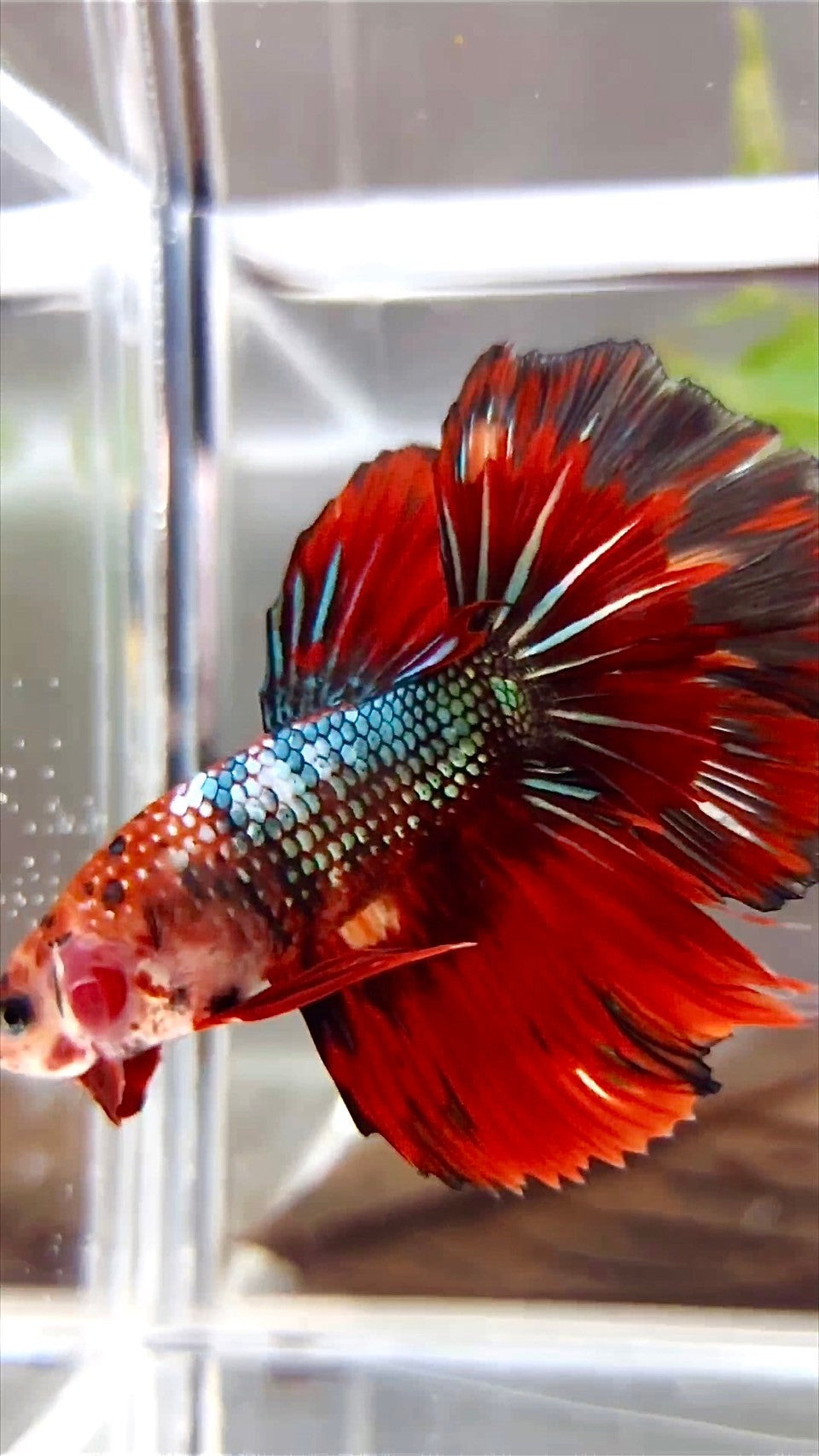 XL HALFMOON ROSETAIL RED FIRE COPPER MULTICOLOR BETTA FISH