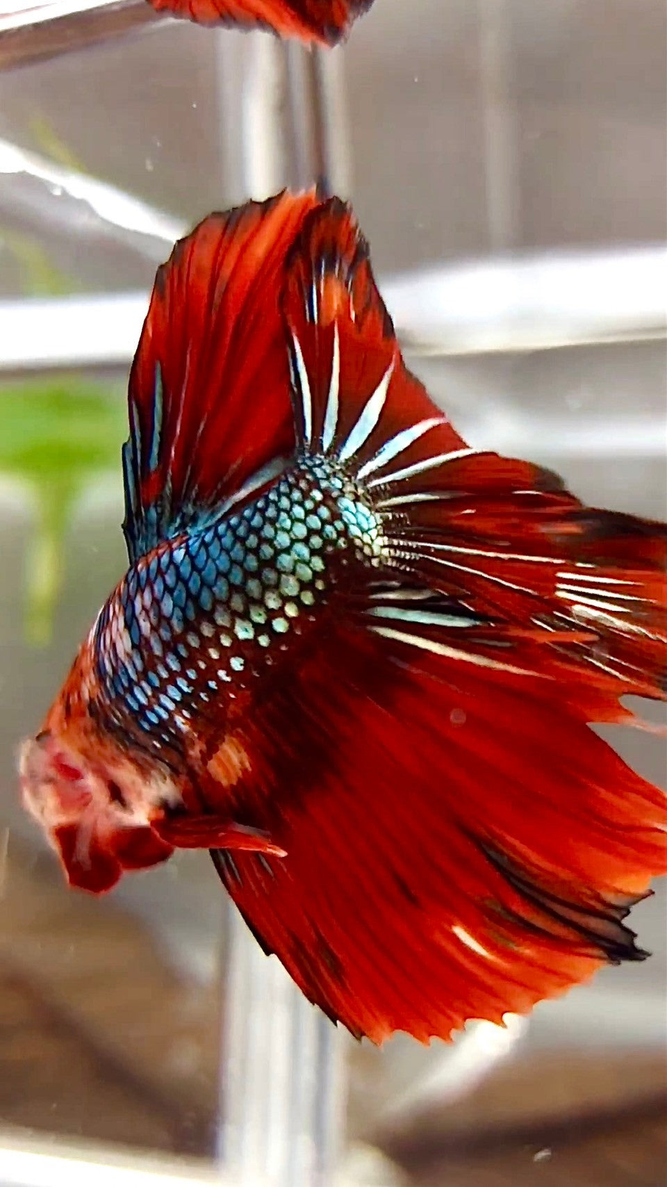 XL HALFMOON ROSETAIL RED FIRE COPPER MULTICOLOR BETTA FISH