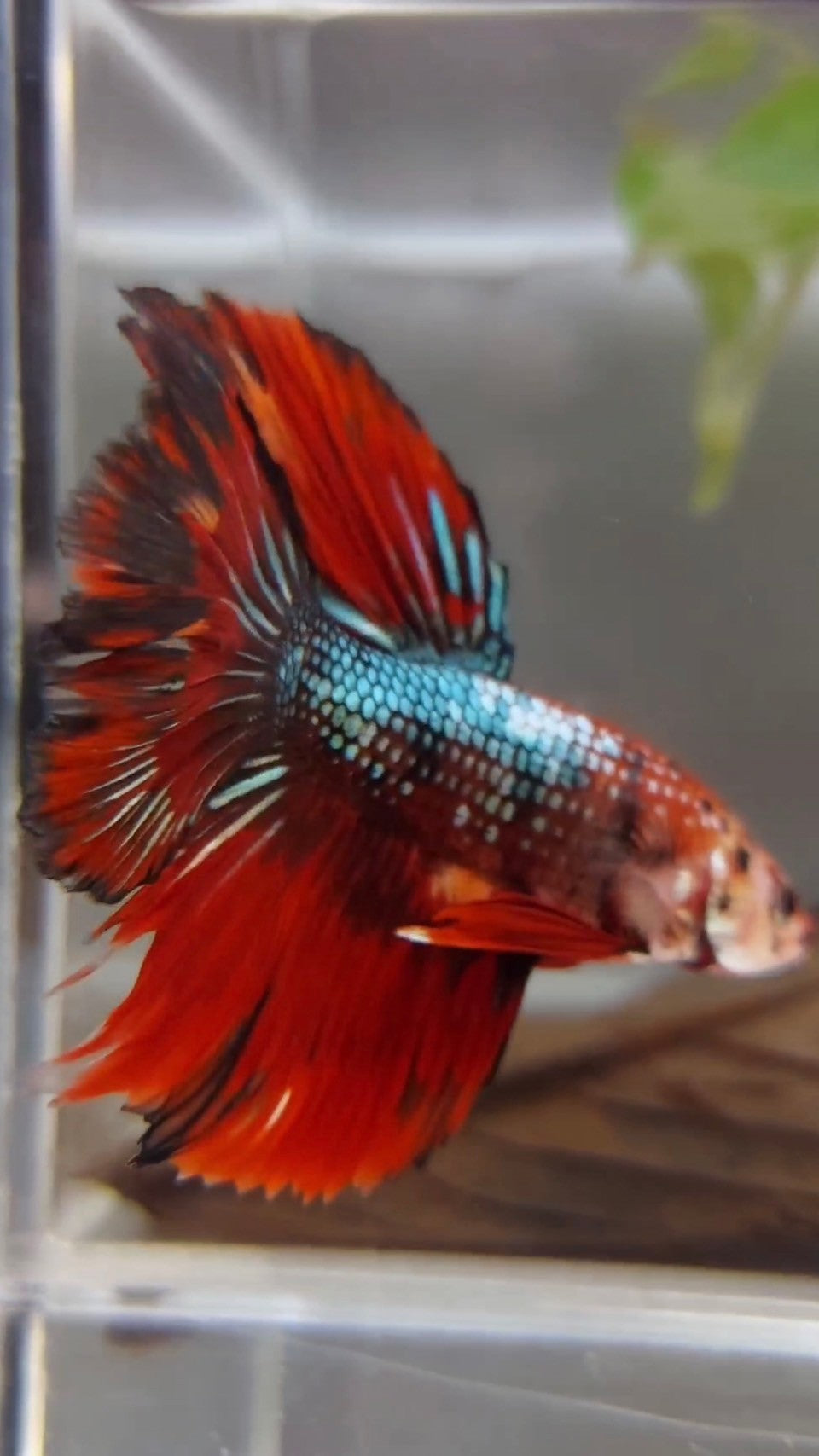 XL HALFMOON ROSETAIL RED FIRE COPPER MULTICOLOR BETTA FISH