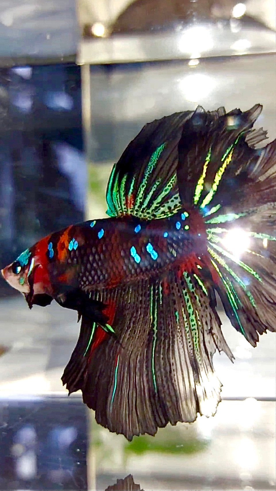 XL HALFMOON ROSETAIL RED BLACK GALAXY KOI MULTICOLOR BETTA FISH