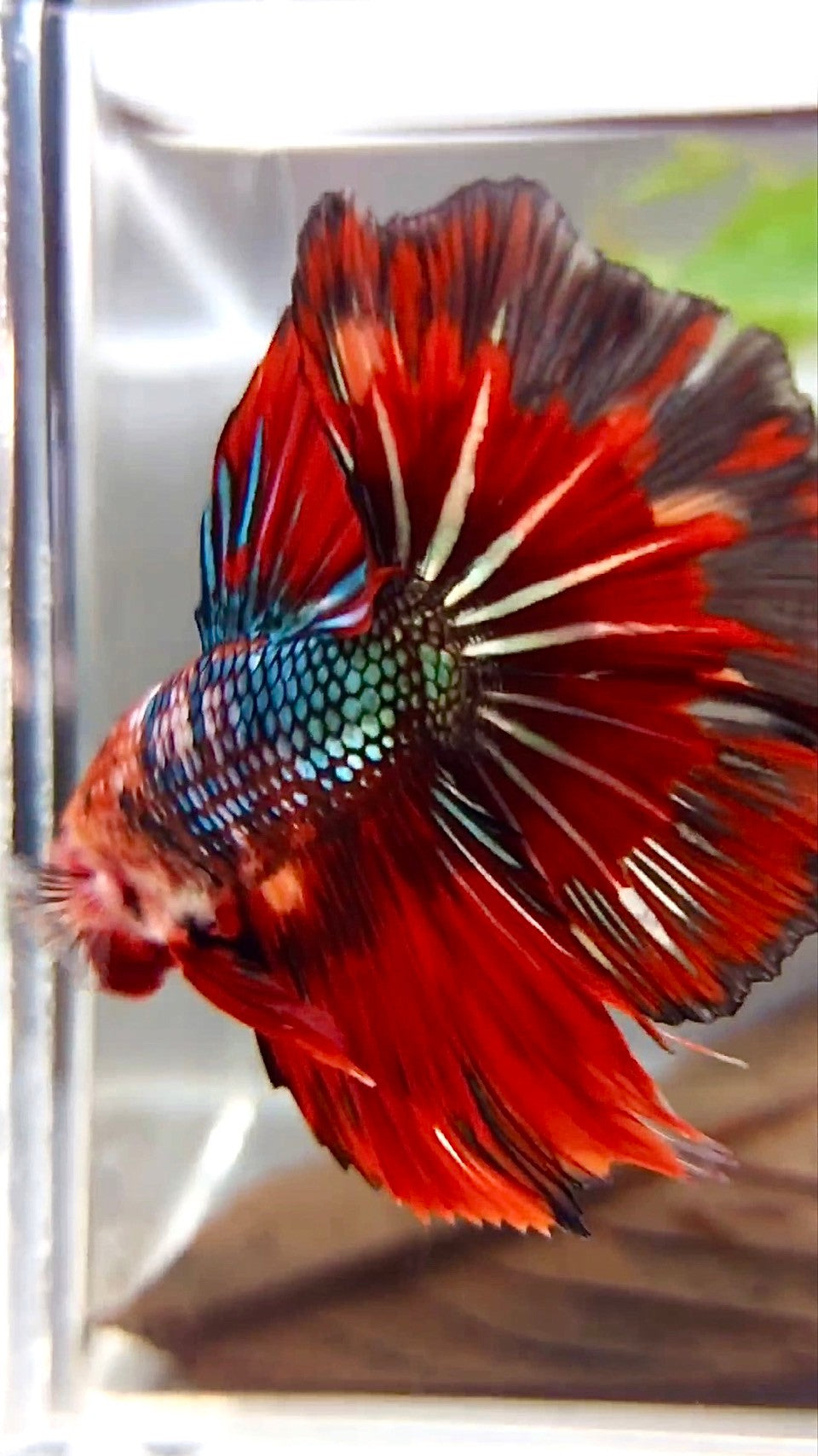 XL HALFMOON ROSETAIL RED FIRE COPPER MULTICOLOR BETTA FISH