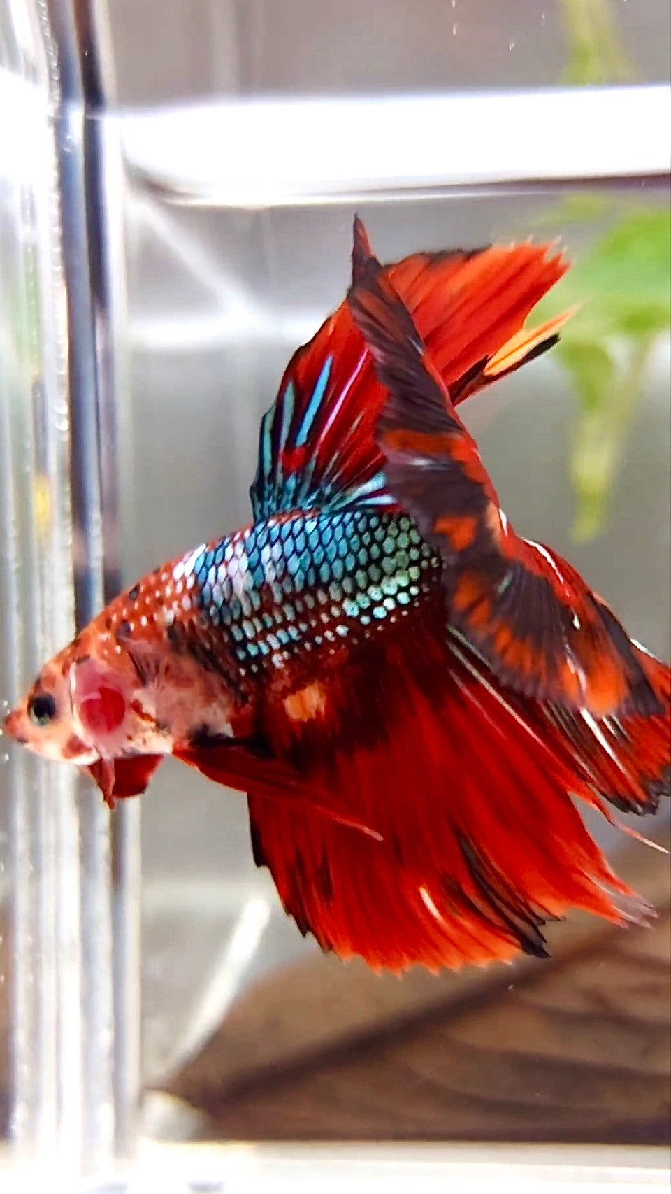 XL HALFMOON ROSETAIL RED FIRE COPPER MULTICOLOR BETTA FISH