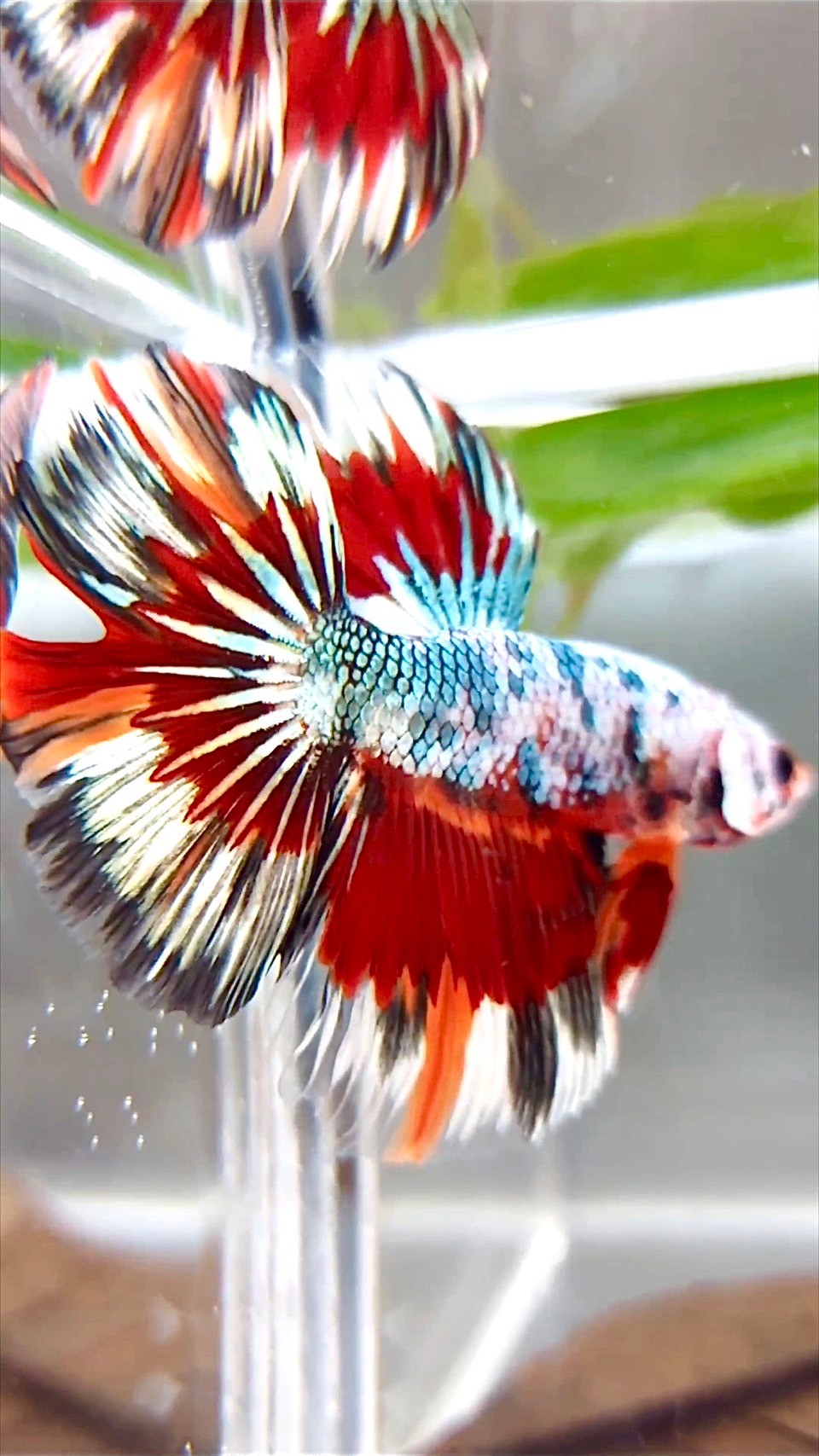 XL HALFMOON ROSETAIL COPPER RED MULTICOLOR PATTERN BETTA FISH