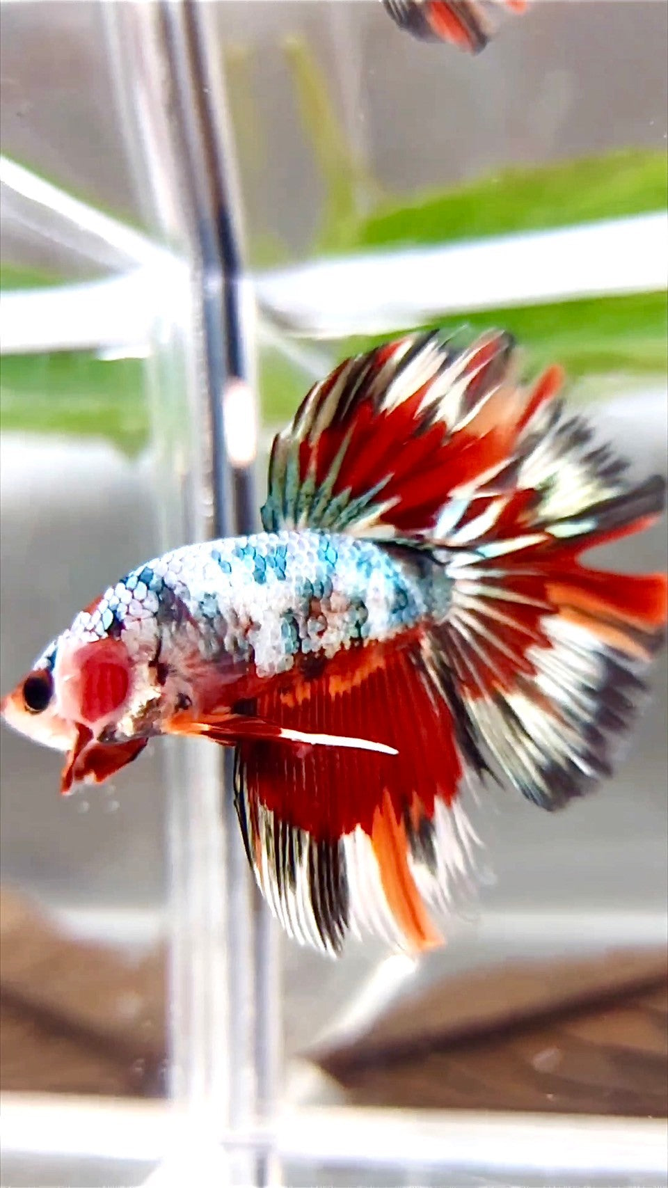 XL HALFMOON ROSETAIL COPPER RED MULTICOLOR PATTERN BETTA FISH