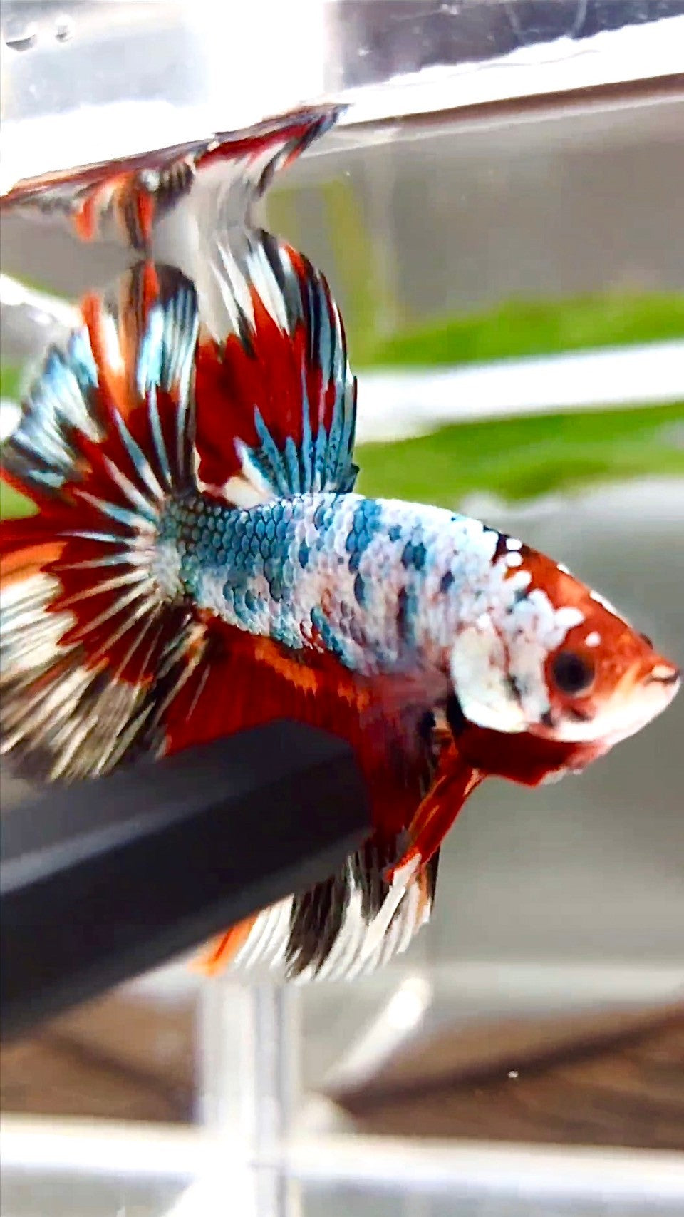 XL HALFMOON ROSETAIL KUPFERROT MEHRFARBIGES MUSTER BETTA FISH