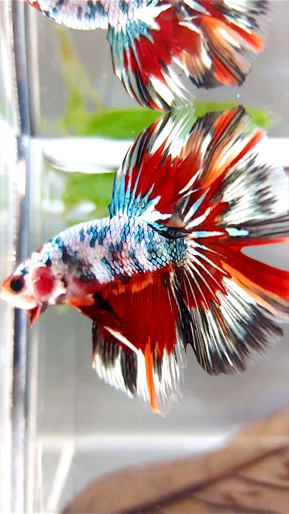 XL HALFMOON ROSETAIL COPPER RED MULTICOLOR PATTERN BETTA FISH