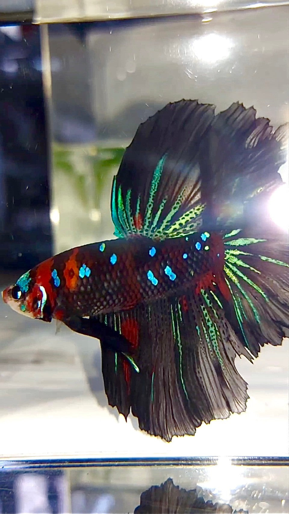 XL HALFMOON ROSETAIL ROT SCHWARZ GALAXY KOI MULTICOLOR BETTA FISCH