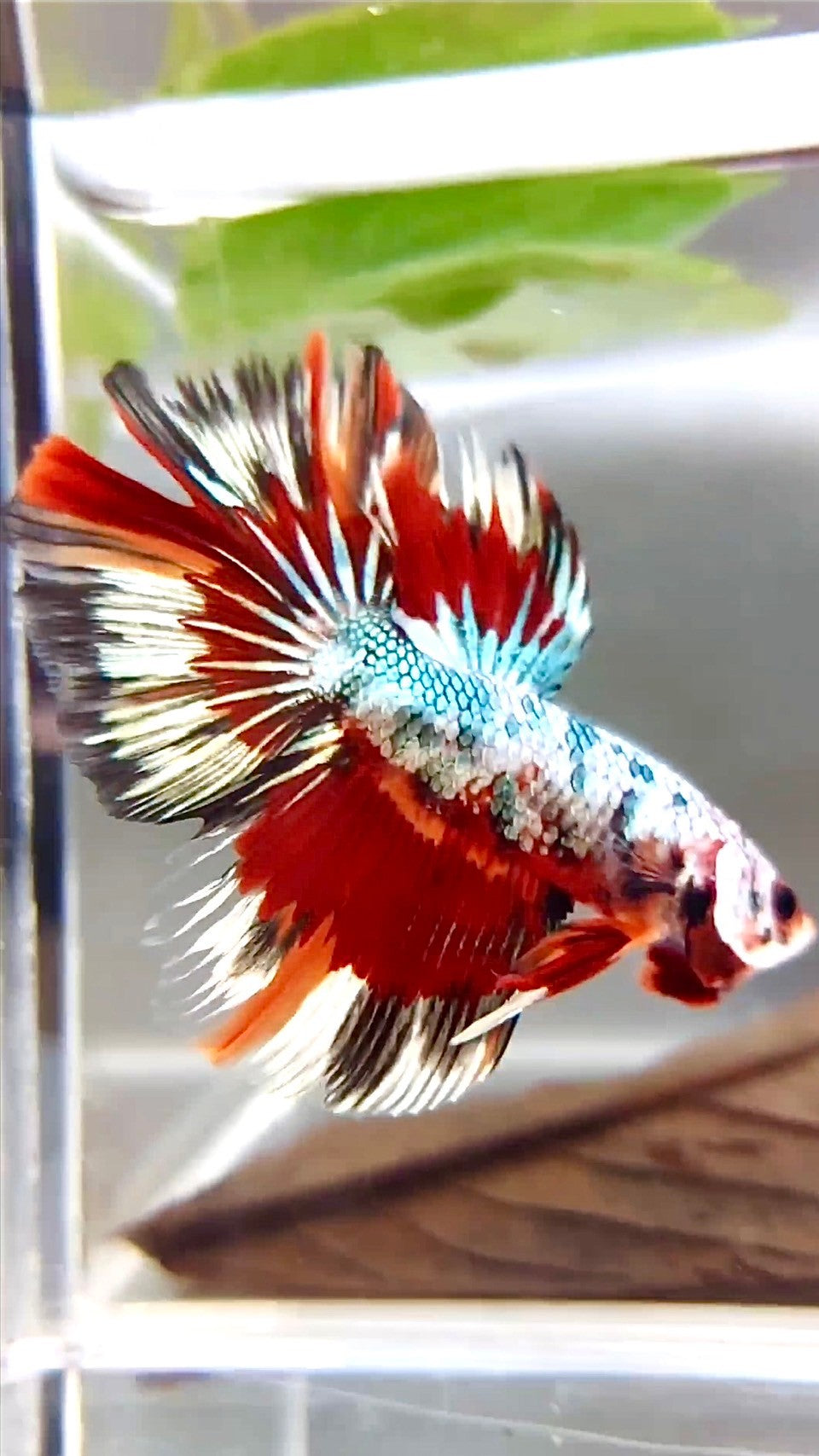 XL HALFMOON ROSETAIL KUPFERROT MEHRFARBIGES MUSTER BETTA FISH