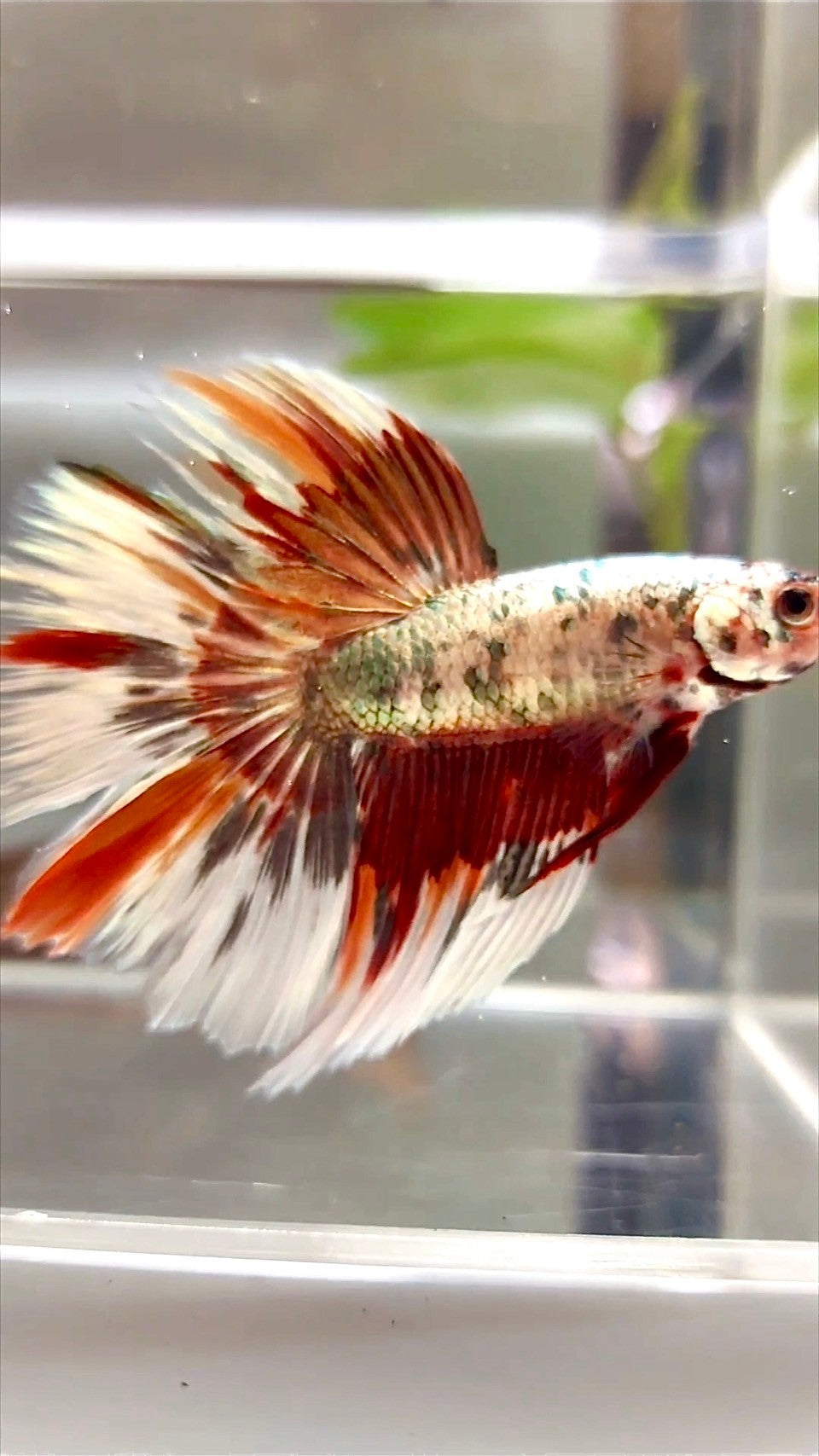 XL HALFMOON COPPER SERIES FANTASTISCHER MEHRFARBIGER BETTA-FISCH