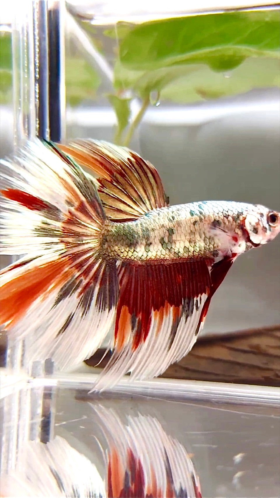 XL HALFMOON COPPER SERIES FANTASTISCHER MEHRFARBIGER BETTA-FISCH