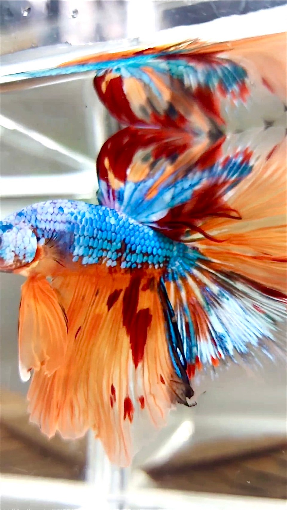 XL HALFMOON OVERTAIL ROSETAIL ORANGE BLAU FANTASTISCHER MEHRFARBIGER BETTA-FISCH AUS MARMOR