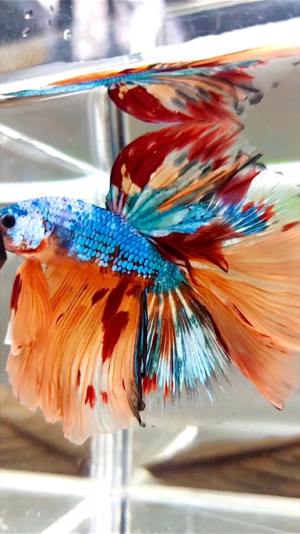 XL HALFMOON OVERTAIL ROSETAIL ORANGE BLAU FANTASTISCHER MEHRFARBIGER BETTA-FISCH AUS MARMOR