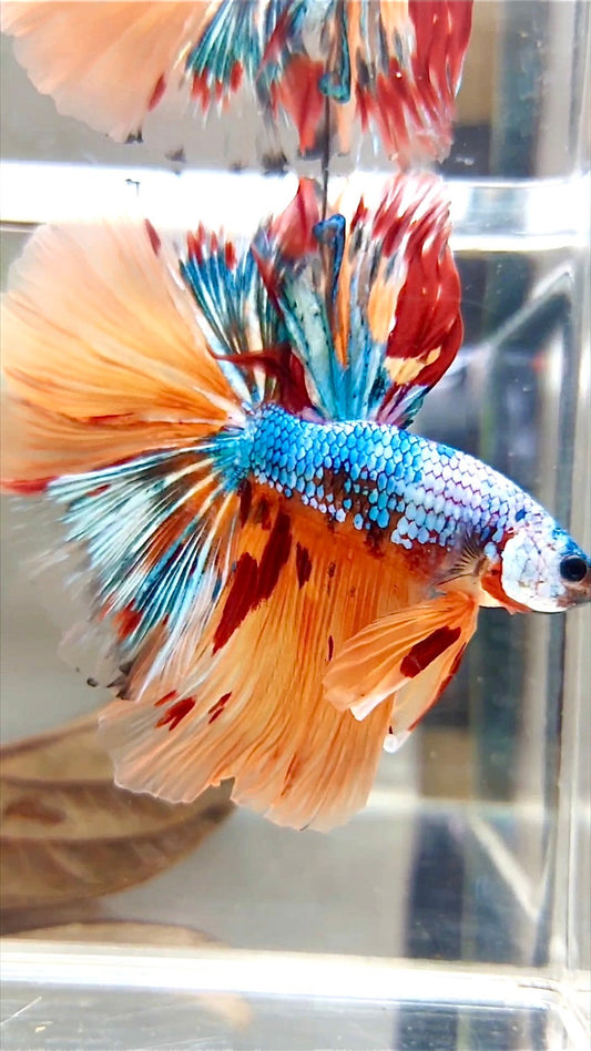 XL HALFMOON OVERTAIL ROSETAIL ORANGE BLAU FANTASTISCHER MEHRFARBIGER BETTA-FISCH AUS MARMOR