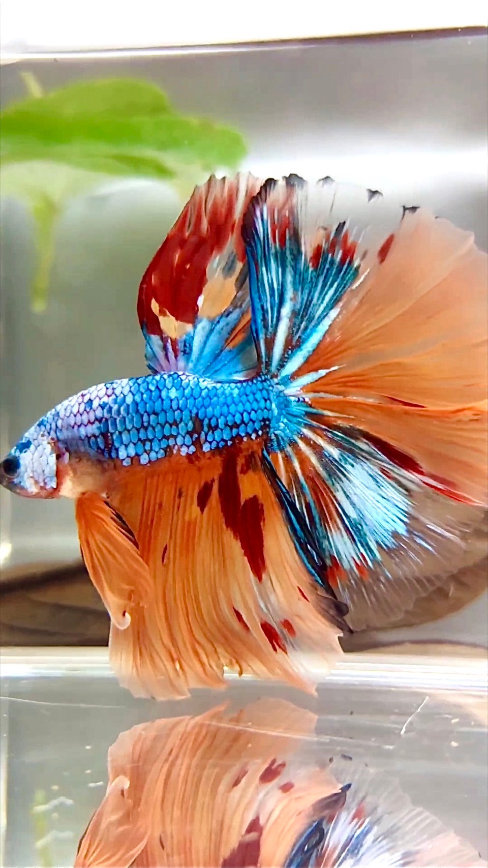 XL HALFMOON OVERTAIL ROSETAIL ORANGE BLAU FANTASTISCHER MEHRFARBIGER BETTA-FISCH AUS MARMOR