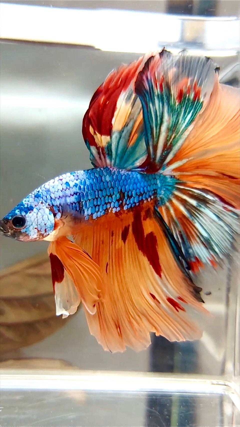 XL HALFMOON OVERTAIL ROSETAIL ORANGE BLAU FANTASTISCHER MEHRFARBIGER BETTA-FISCH AUS MARMOR