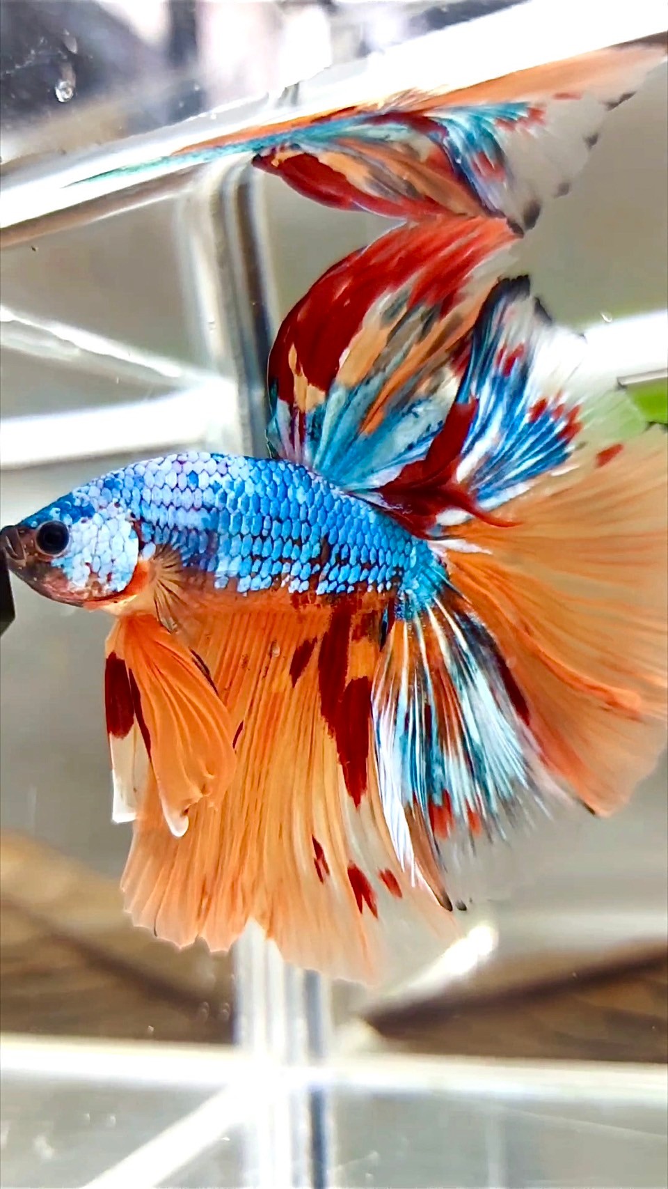 XL HALFMOON OVERTAIL ROSETAIL ORANGE BLAU FANTASTISCHER MEHRFARBIGER BETTA-FISCH AUS MARMOR