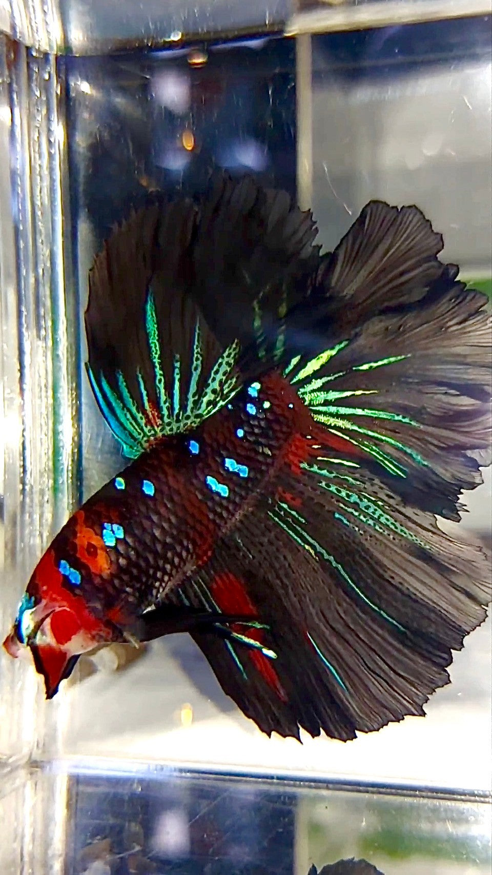 XL HALFMOON ROSETAIL ROT SCHWARZ GALAXY KOI MULTICOLOR BETTA FISCH