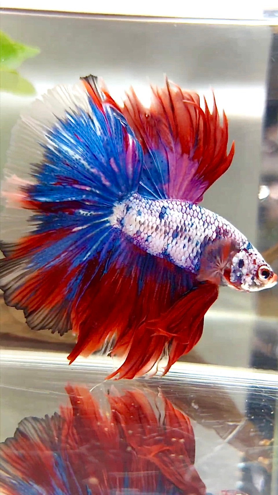 XL HALFMOON OVERTAIL ROSETAIL ROT LILA FANTASTISCHER MEHRFARBIGER BETTA-FISCH