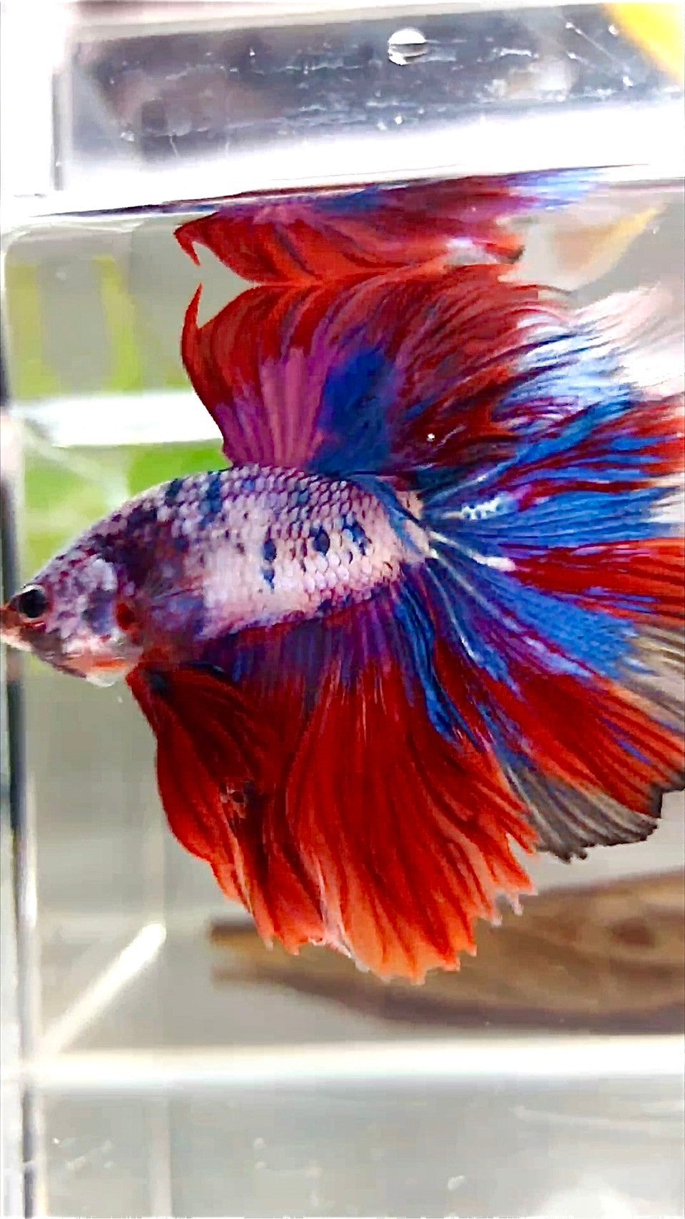 XL HALFMOON OVERTAIL ROSETAIL ROT LILA FANTASTISCHER MEHRFARBIGER BETTA-FISCH