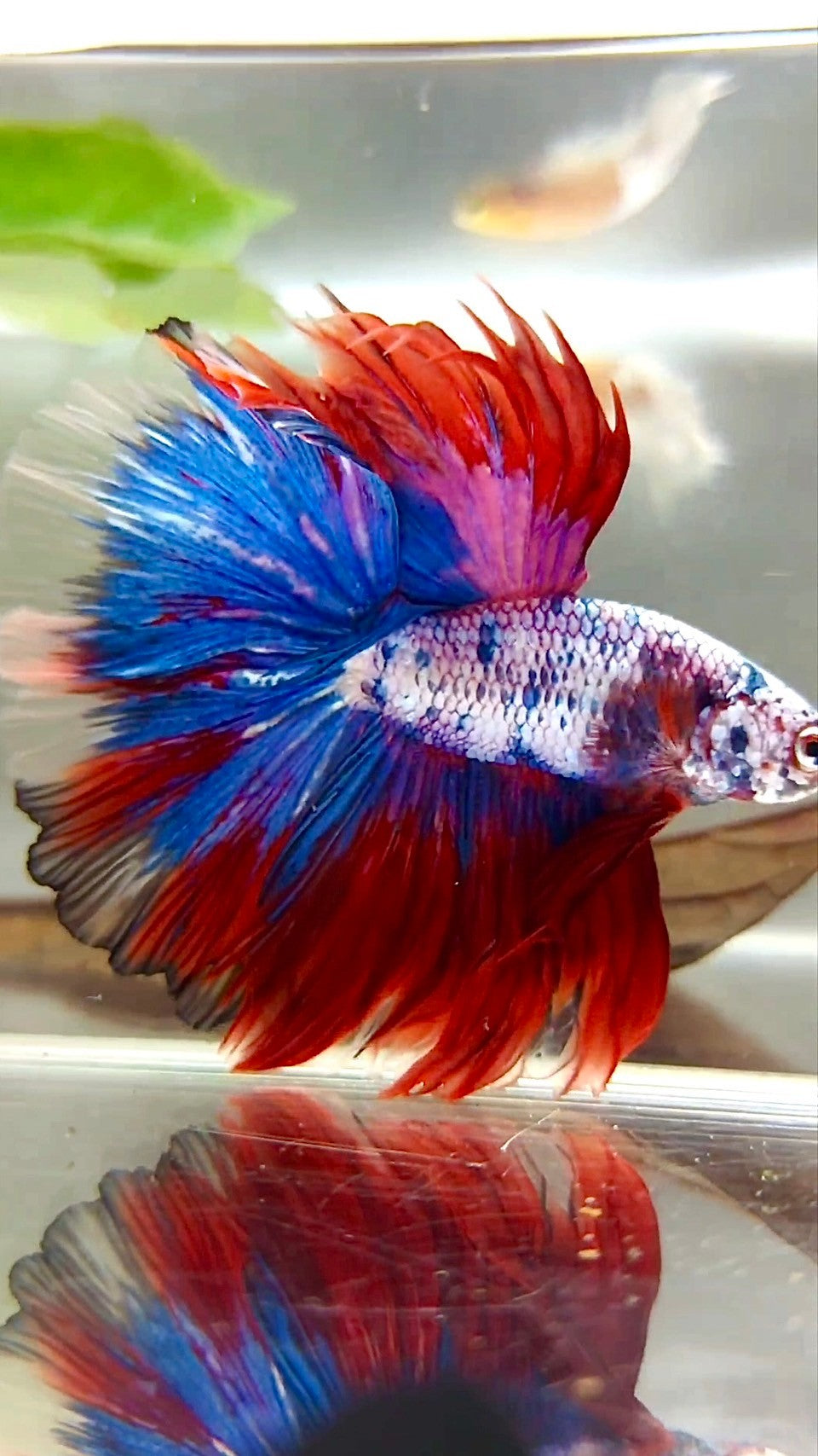 XL HALFMOON OVERTAIL ROSETAIL ROT LILA FANTASTISCHER MEHRFARBIGER BETTA-FISCH