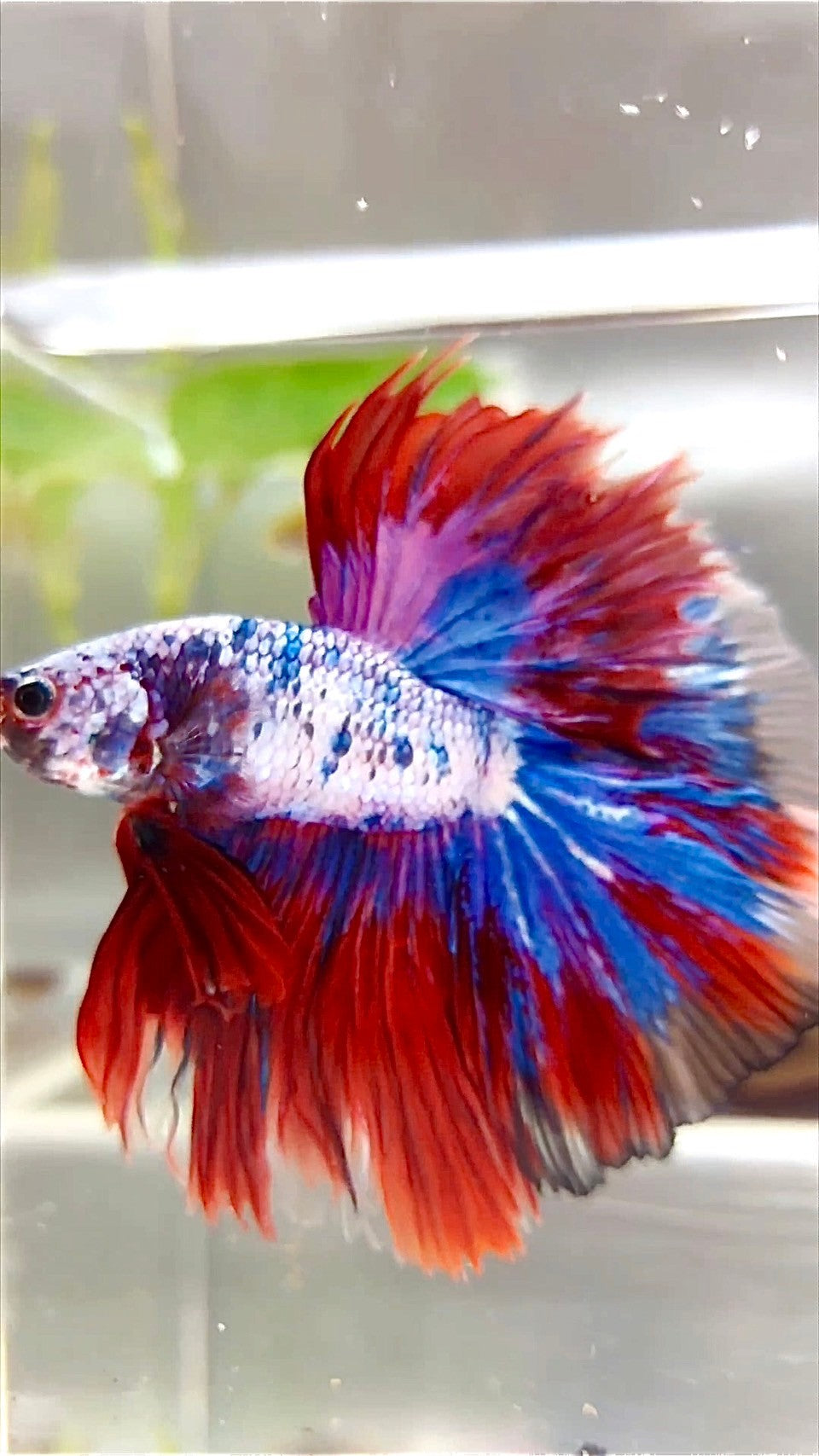 XL HALFMOON OVERTAIL ROSETAIL ROT LILA FANTASTISCHER MEHRFARBIGER BETTA-FISCH