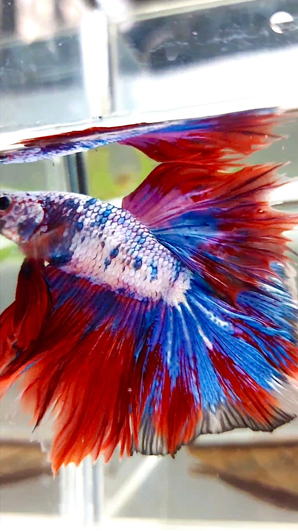 XL HALFMOON OVERTAIL ROSETAIL ROT LILA FANTASTISCHER MEHRFARBIGER BETTA-FISCH